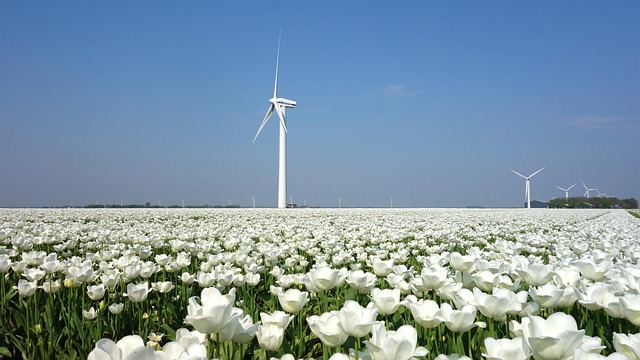 tulip wind turbine