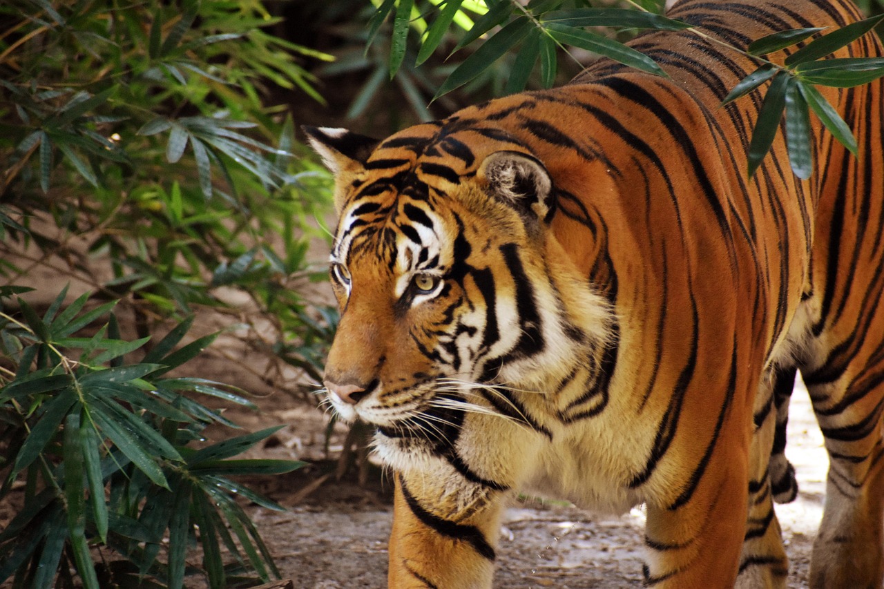 tiger, animal, zoo, large cat, stripes, feline, mammal, nature, wildlife, wild cats, dangerous, endangered, wilderness, cougar, portrait, animal photography, top photos, top pictures, best, colorful, colors, orange, black, panther, 2023-2024 animal photographer
