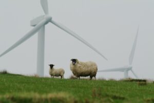 sheep, wool, couple, wind mills, mills, pasture, wind, turbine, farm, sheep, sheep, sheep, sheep, sheep, wind mills, wind, wind