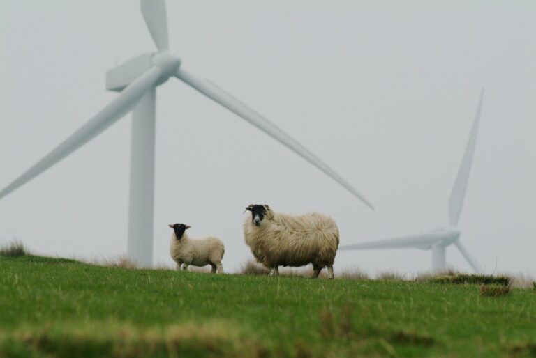 sheep, wool, couple, wind mills, mills, pasture, wind, turbine, farm, sheep, sheep, sheep, sheep, sheep, wind mills, wind, wind