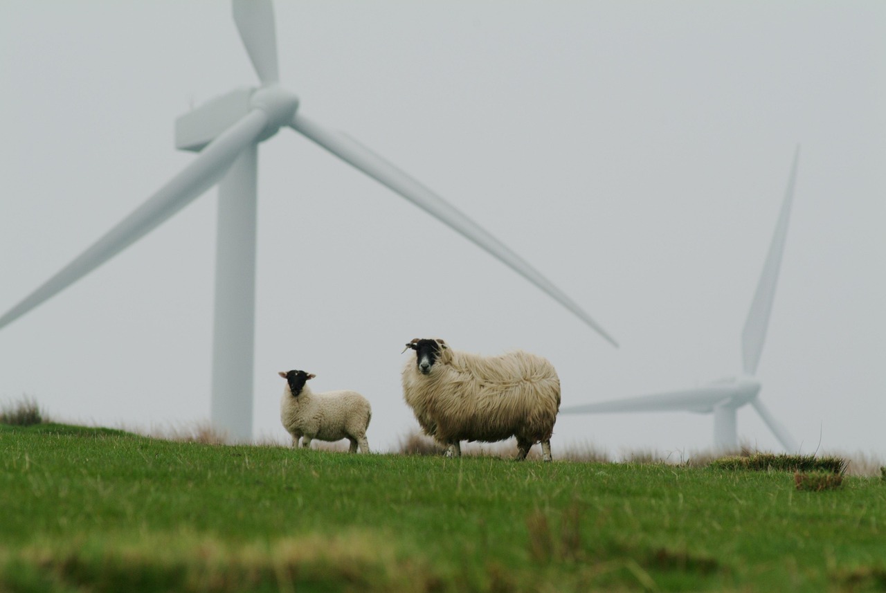 sheep, wool, couple, wind mills, mills, pasture, wind, turbine, farm, sheep, sheep, sheep, sheep, sheep, wind mills, wind, wind