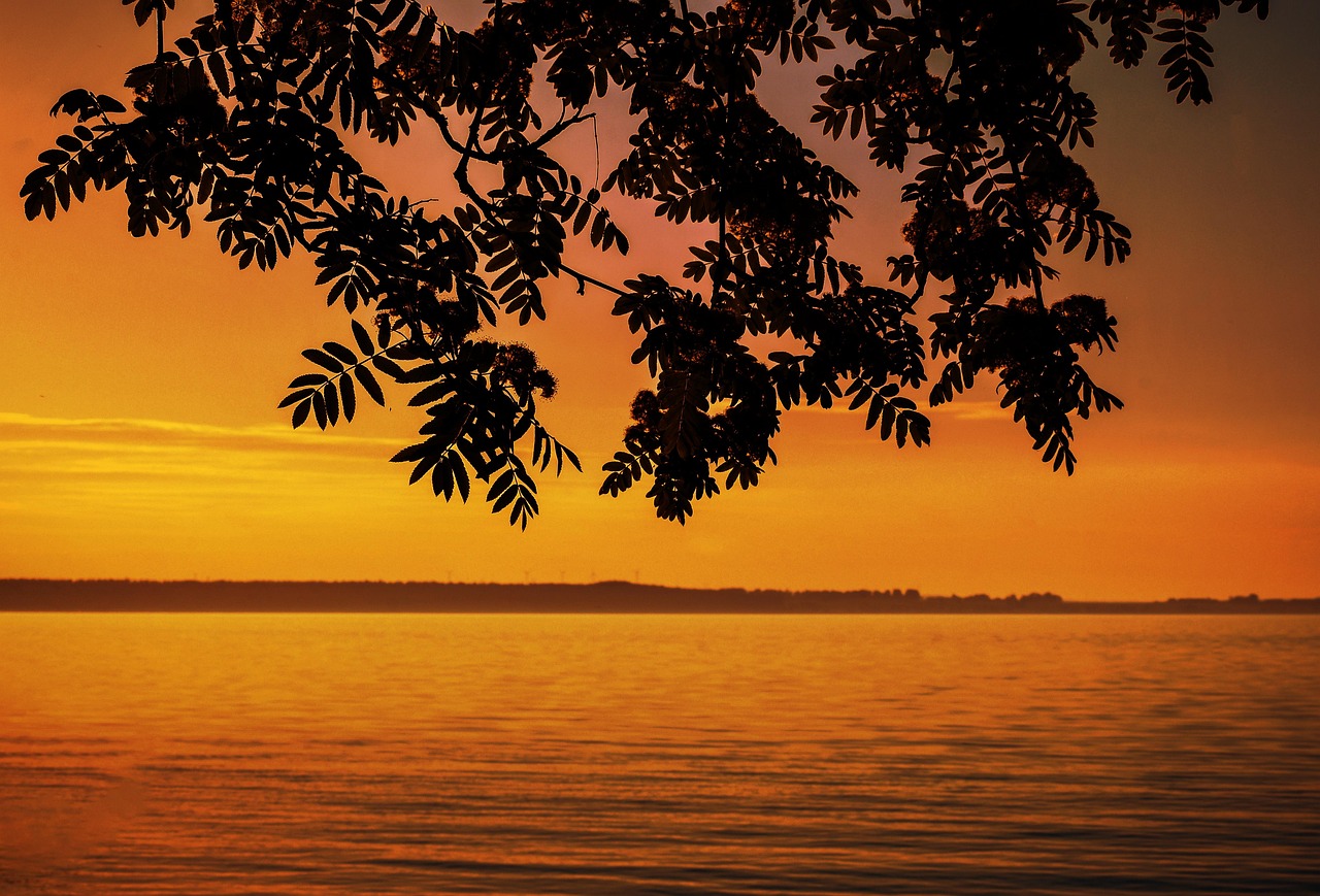 sunset, water, lake, branch, leaf, tree, horizon, twilight, solar, nature, reflection, lying, evening, outside, sea, orange