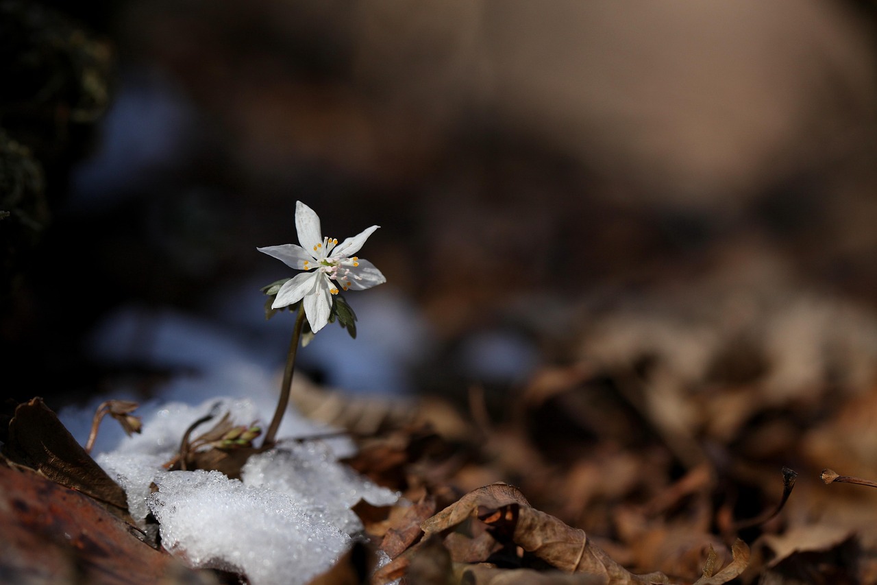 nature, outdoors, plant, leaf, tree, wildflower, spring, snow, you also wind flower, valley, small flower, spring breeze, small flower, small flower, small flower, small flower, small flower, spring breeze, spring breeze, spring breeze, spring breeze