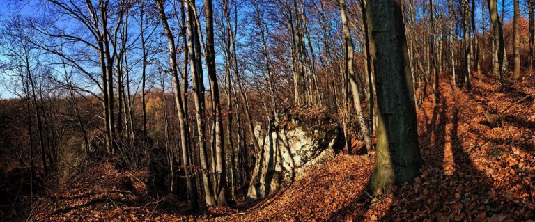 forest, trees, leaves, autumn rocks, landscape, nature, the environment, the stage, sky, figure, ecology, solar, beeches, shadows, valleys near krakow, poland
