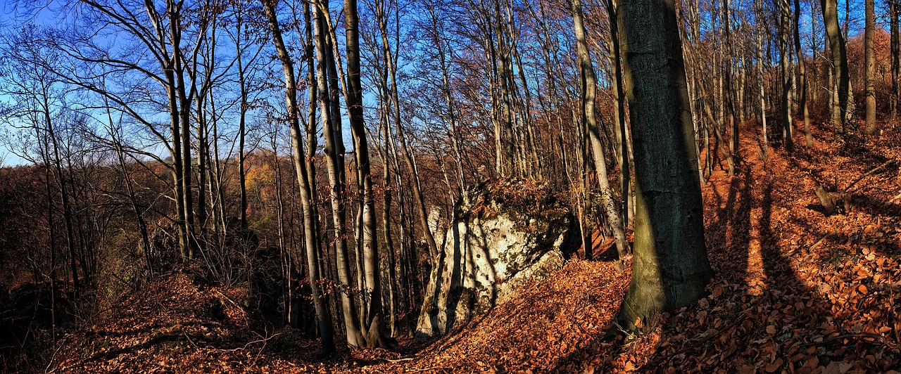 forest, trees, leaves, autumn rocks, landscape, nature, the environment, the stage, sky, figure, ecology, solar, beeches, shadows, valleys near krakow, poland