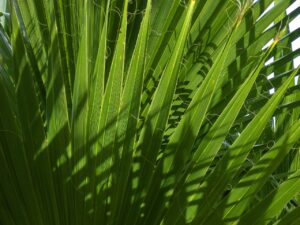 palmetto, margalló, sheets, texture, light, palm tree, palmetto, palmetto, palmetto, palmetto, palmetto