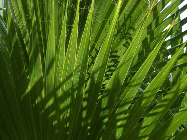 palmetto, margalló, sheets, texture, light, palm tree, palmetto, palmetto, palmetto, palmetto, palmetto
