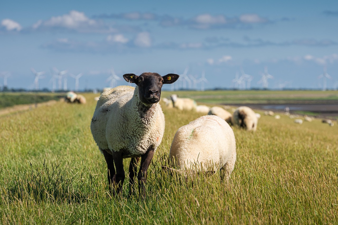 sheeps, animals, mammals, live stock, domestic sheep, ruminant, pasture, grass, ungulate, landscape, nature, sheeps, sheeps, animals, pasture, pasture, pasture, pasture, landscape, landscape, landscape, landscape, landscape