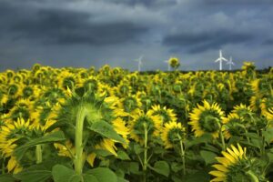 sunflowers, flowers, blossoms, plants, flower wallpaper, beautiful flowers, sunflower field, field, flower background, agriculture, landscape, nature, summer