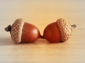 acorn, oak, brown, seeds, pair, two, hat, friendship, partner, pods, nut, acorn, acorn, acorn, acorn, acorn
