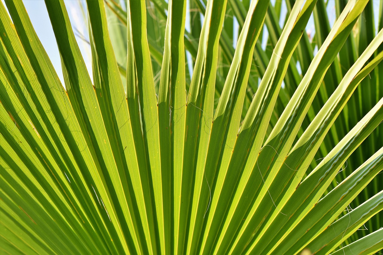 james, palm tree, leaf, palm fronds, palm trees, vacations, beach, fan shaped, nature, fan palm, palm fan, sheet threads, fibers, flora