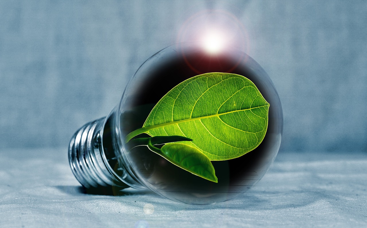lightbulb, leaf, chlorophyll, green, leaf green, light, pear, flashes, energy, energy transition, nature, energy generation, bulbs, experiment, innovation, environmentally friendly, electricity, environment, electric light, energy saving