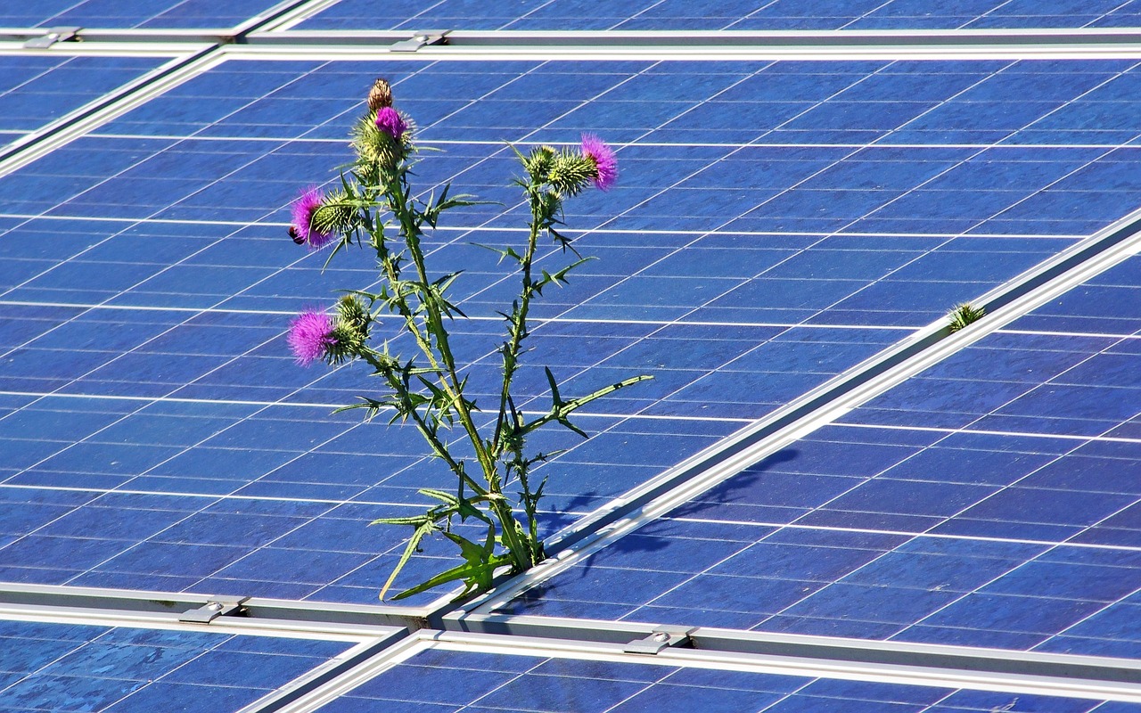 photovoltaic, solar photovoltaic, solar, energy, electricity, solar energy, solar cells, environment, sun, technology, clean, renewable, sustainable, power generation, sunlight, solar power, solar system, plants, vegetation, nature, solar panel, solar field, energy transition, photovoltaic, photovoltaic, solar energy, solar energy, renewable, sustainable, solar system, solar panel, solar panel, solar panel, solar panel, solar panel