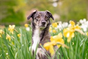 hybrid, dog, pet, nature, animal, flower background, mixed breed dog, attention, spring, flowers, flower wallpaper, beautiful flowers, daffodils, domestic dog, portrait, dog portrait