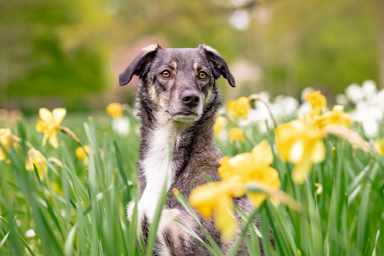 hybrid, dog, pet, nature, animal, flower background, mixed breed dog, attention, spring, flowers, flower wallpaper, beautiful flowers, daffodils, domestic dog, portrait, dog portrait