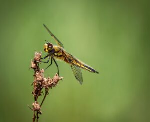dragonfly, nature, summer, solar, insect, meadow, green, close-up, animals
