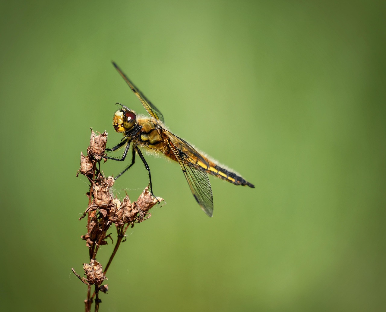 dragonfly, nature, summer, solar, insect, meadow, green, close-up, animals