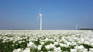 flowers, tulips, spring, seasonal, wind mill, holland, flower background, tulip fields, netherlands, plant, beautiful flowers, flower wallpaper, bloom, nature, field