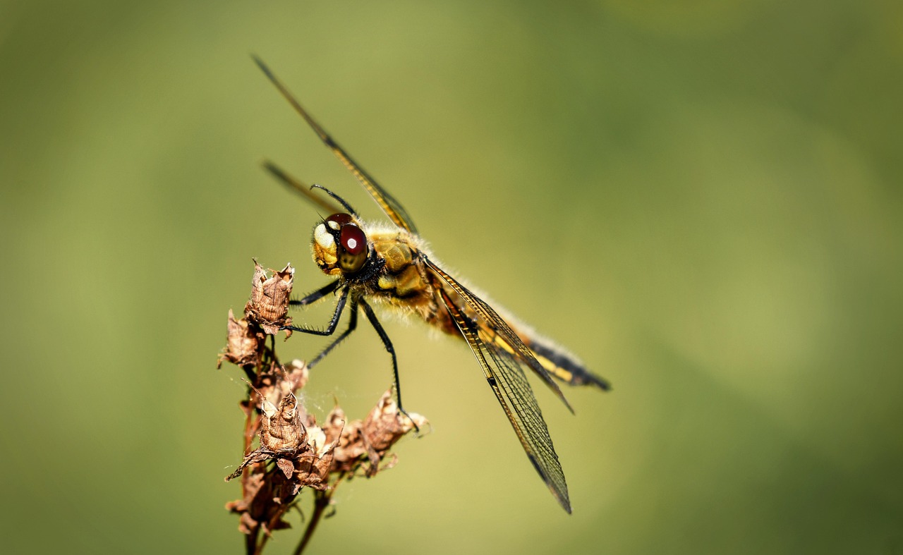 summer, early summer, dragonfly, meadow, solar, beautiful flowers, insect, animals, close-up, flower wallpaper, flower background, flower, nature